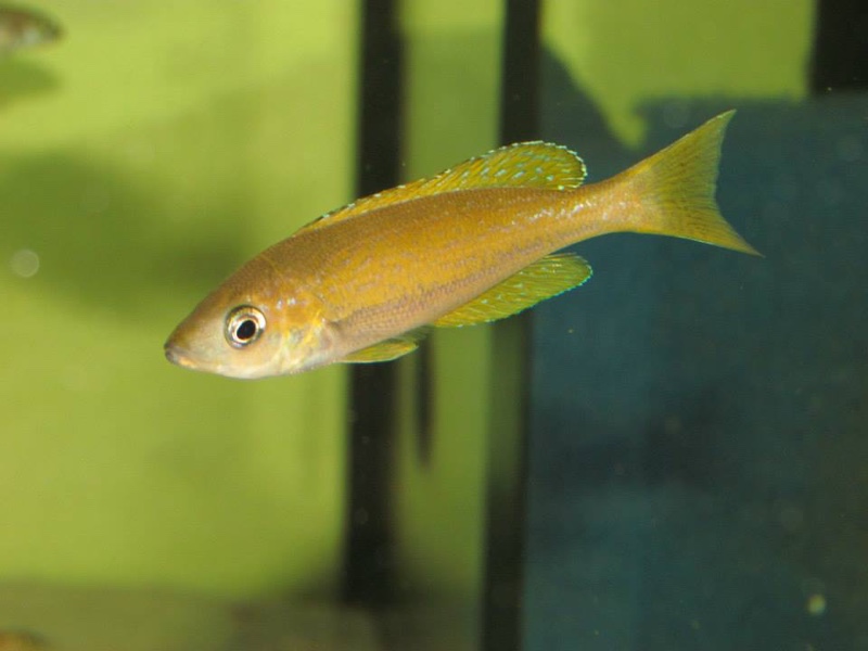 Cyprichromis microlepidotus 'Bemba'